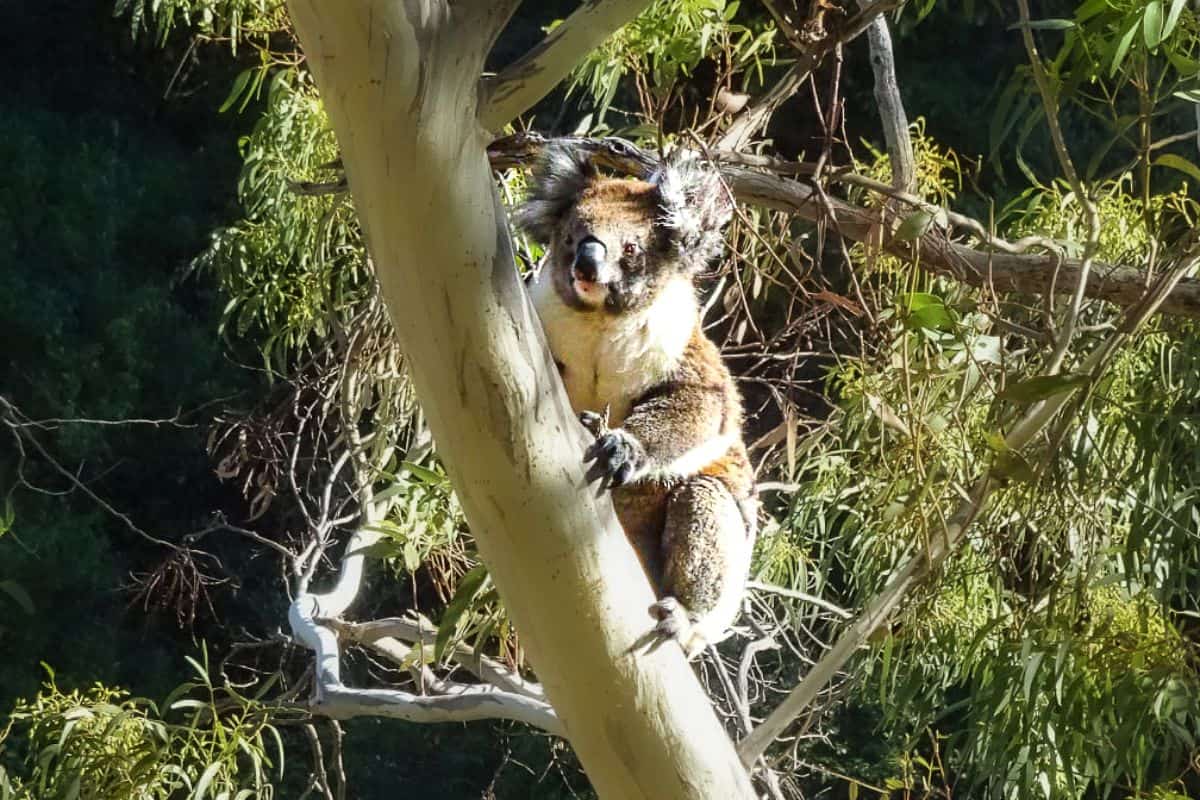 Cute koala in a tree