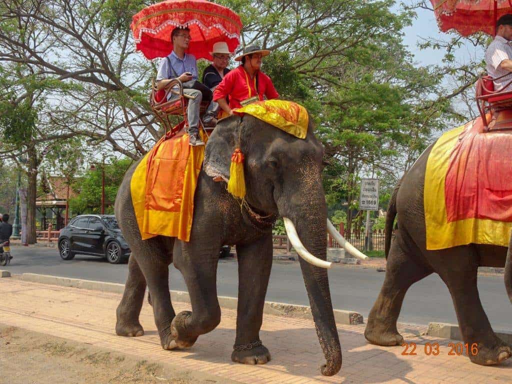 Elephants carrying people