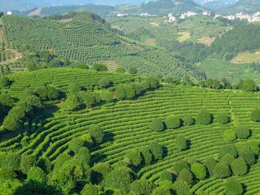 View of Seven Fairies Peak Tea Plantation in Yangshuo region