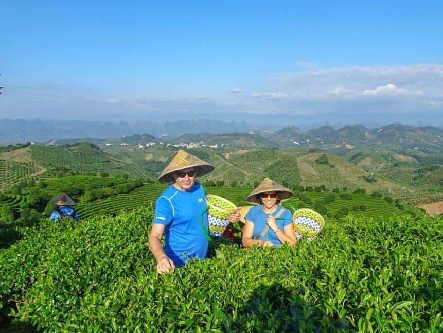 Picking tea at Qixian Peak Tea Plantation