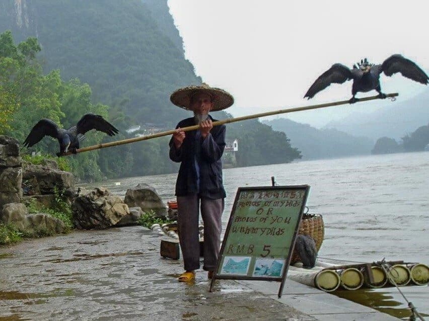 Man and his Cormorant on the Li River