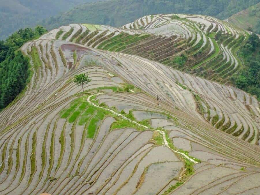 Nine Dragons and Five Tigers rice fields