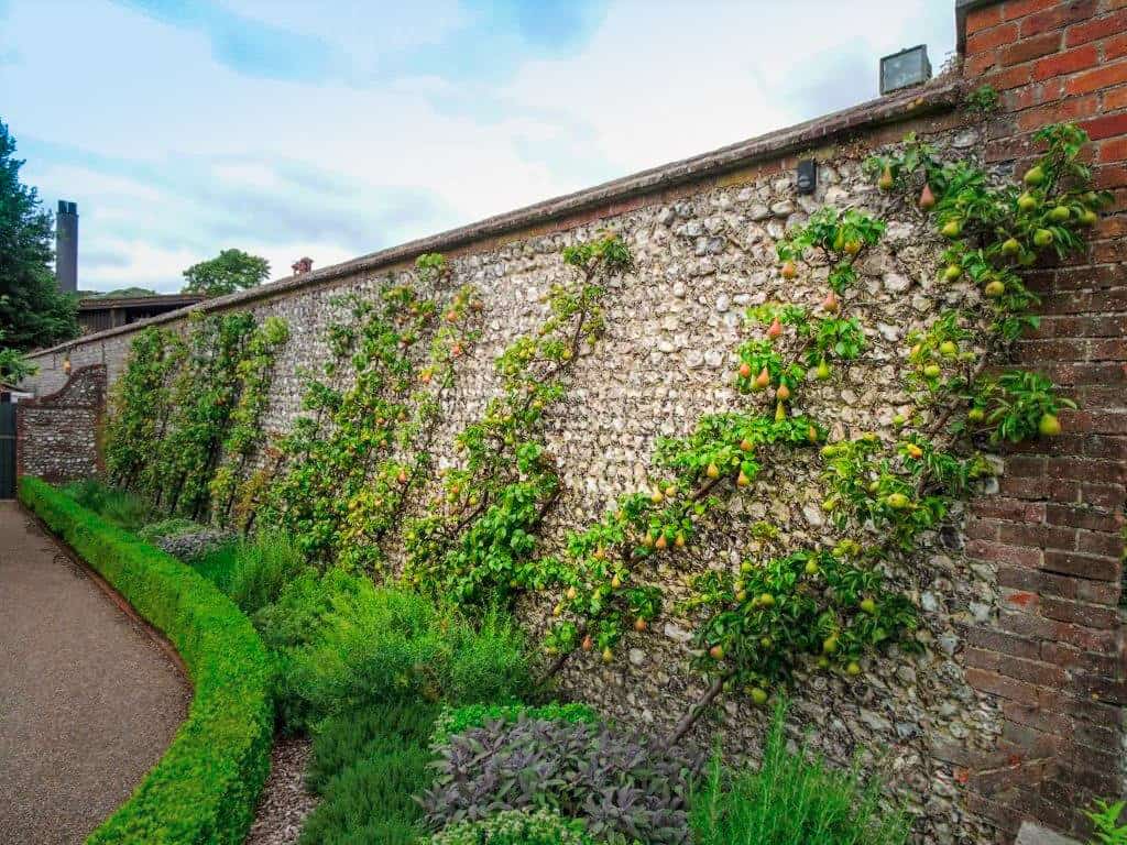 Stone wall with vine