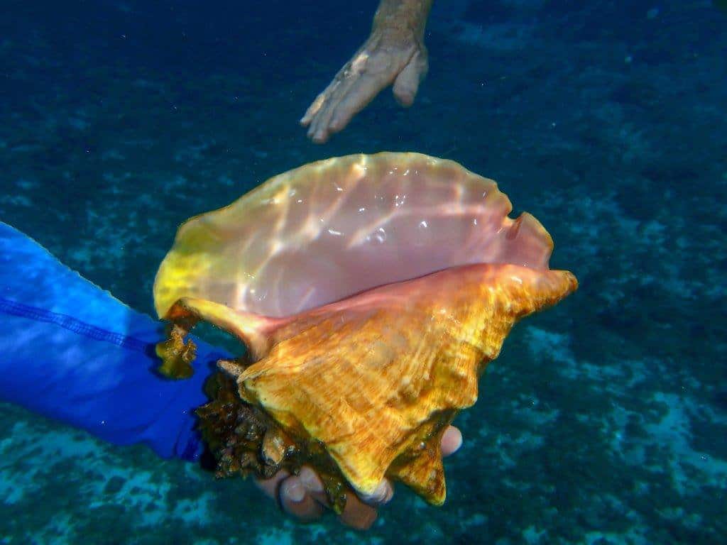 Underwater Conch Shell
