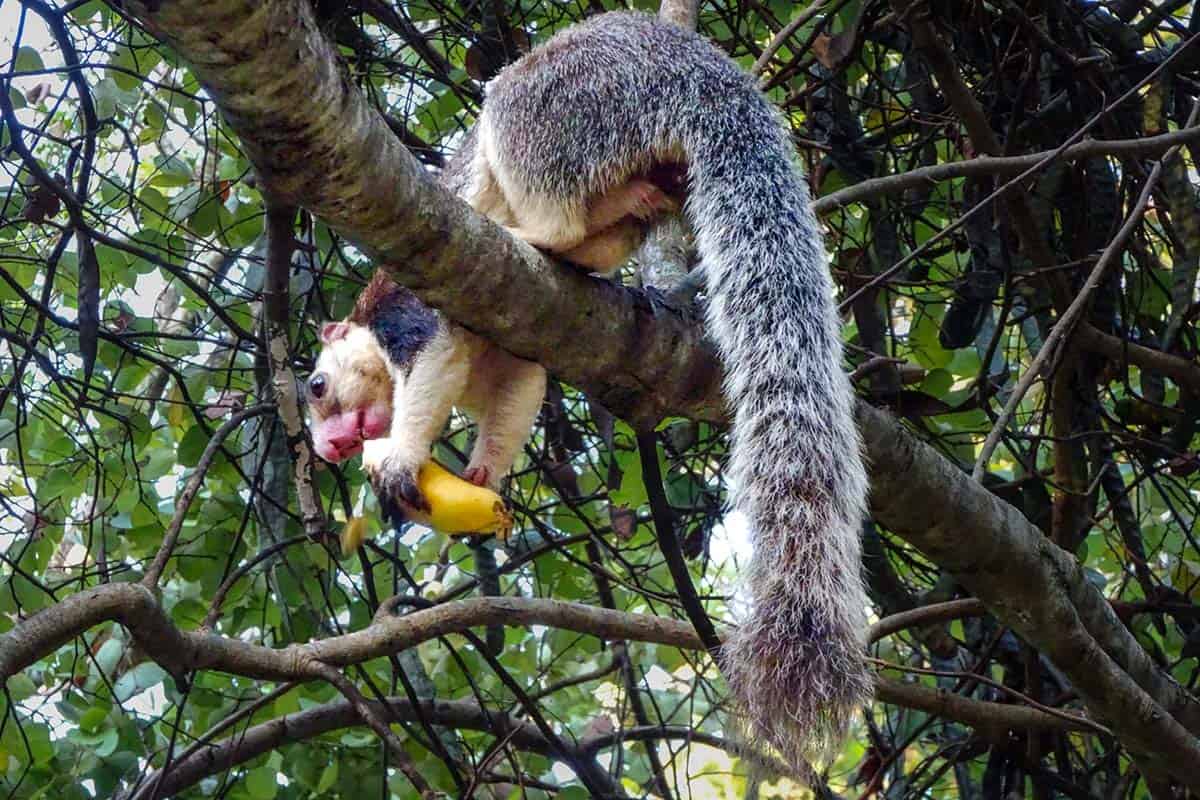 A large squirrel eating a banana in a tree