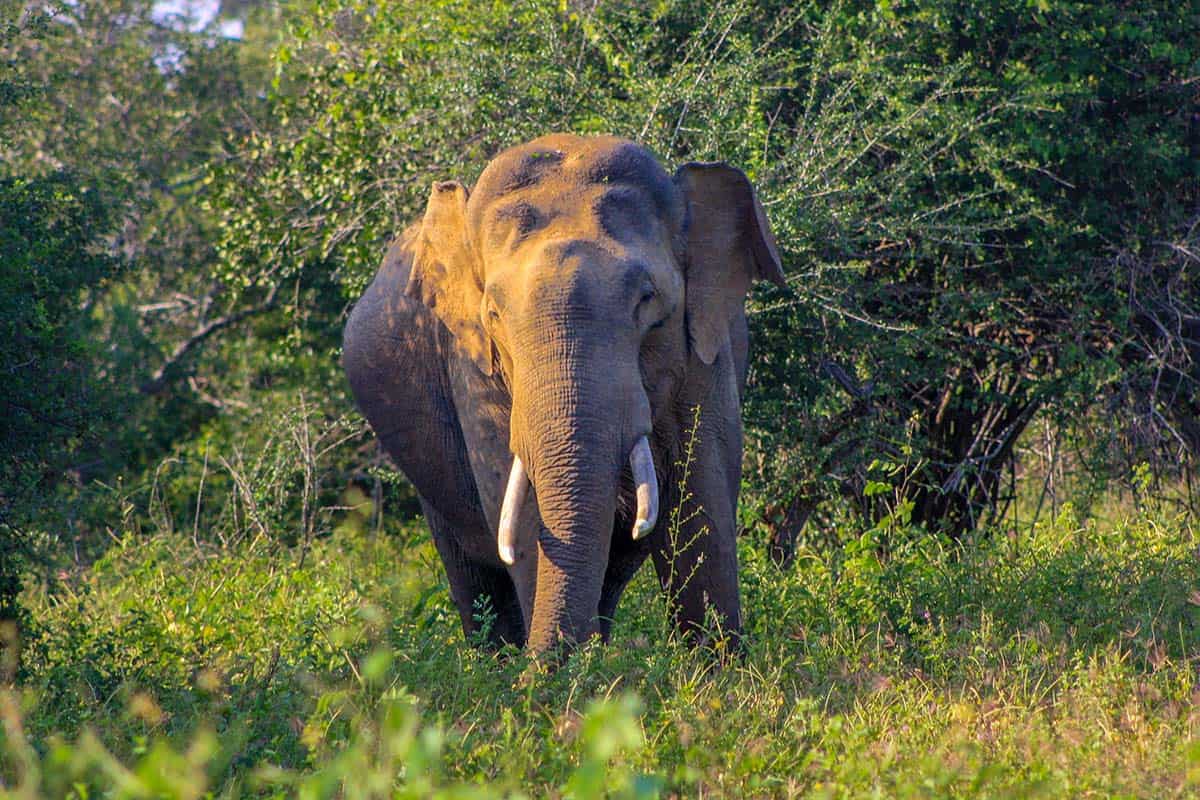 A large male elephant with tusks