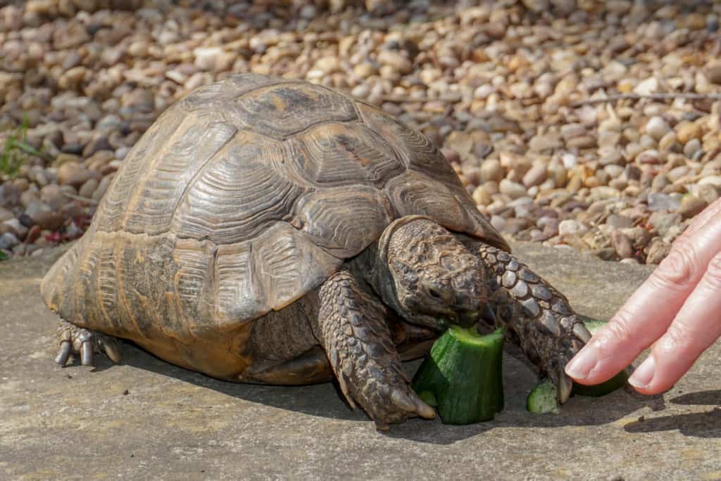 Tortoise having food