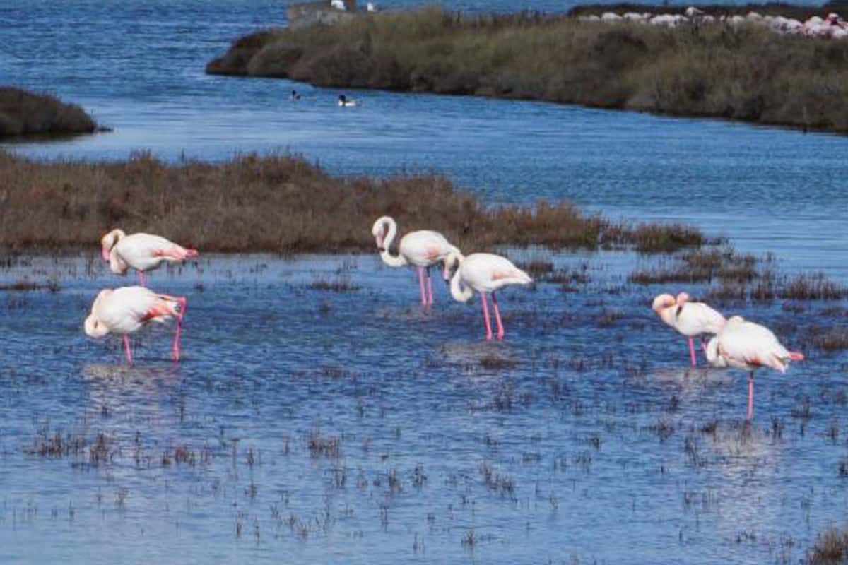 Pink and white flamingoes in the water