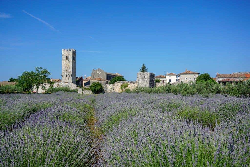 Lavenders fields in the foreground of a stone village