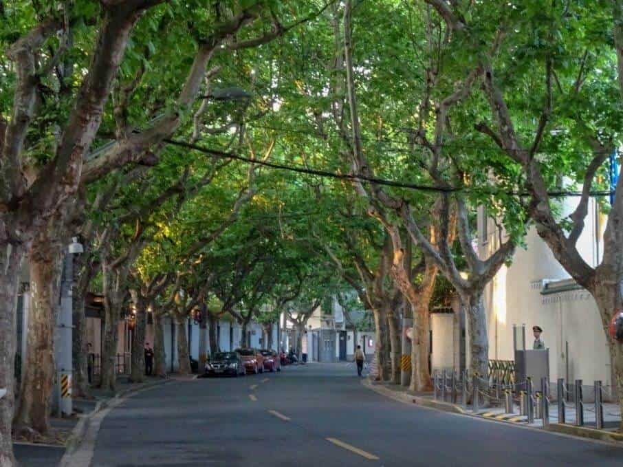 French Plane Trees in the French Concession