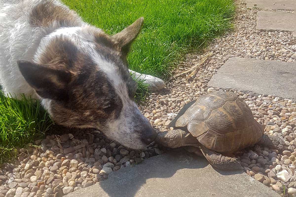 A dog and a tortoise touching noses