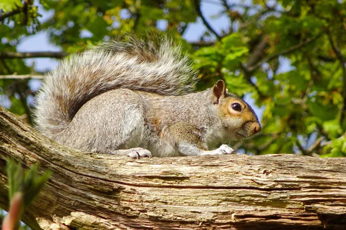 A squirrel sitting on top of a branch