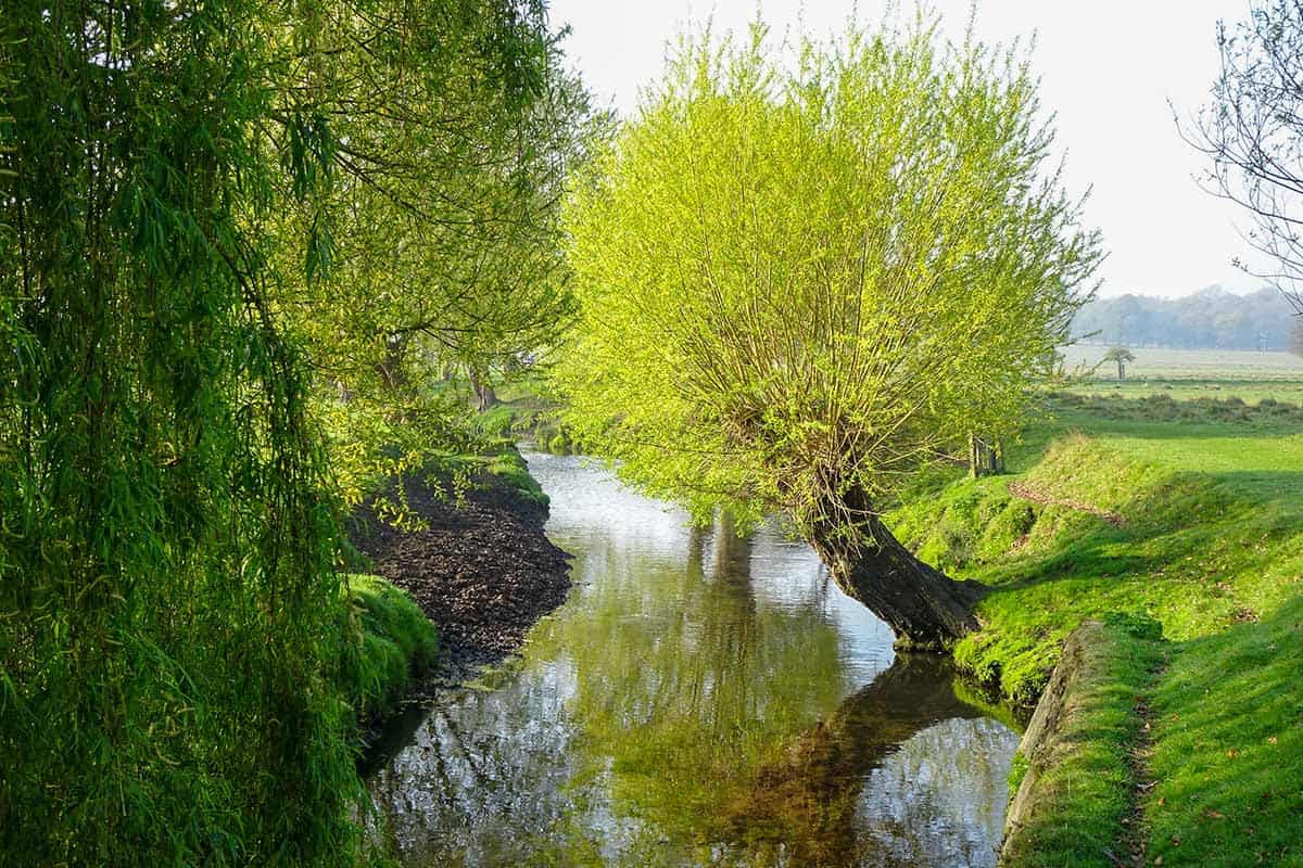 a stream with a tree jutting out from the grassy bank