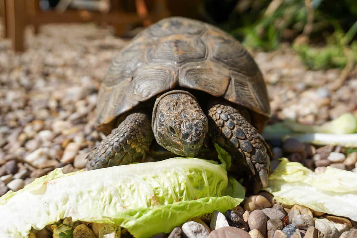 A tortoise about to eat a piece of lettuce