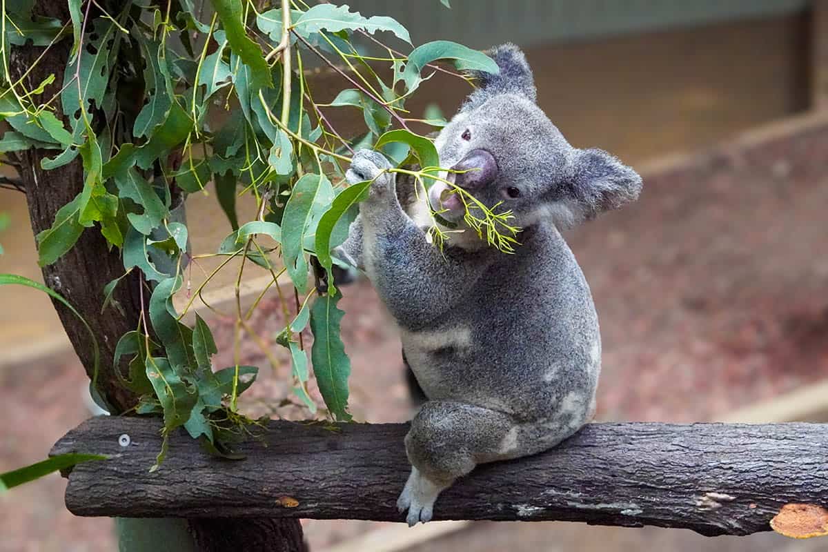 A koala eating gum leaves