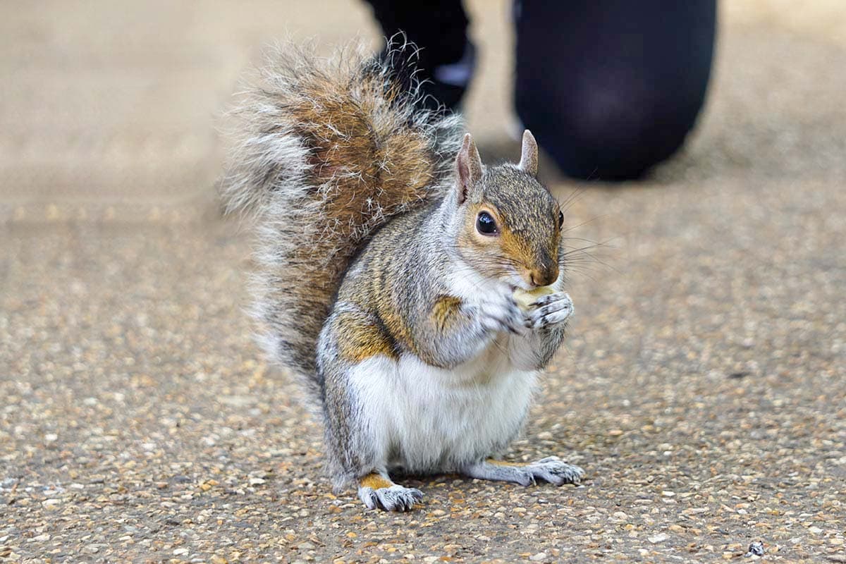A grey squirrel eating a nut