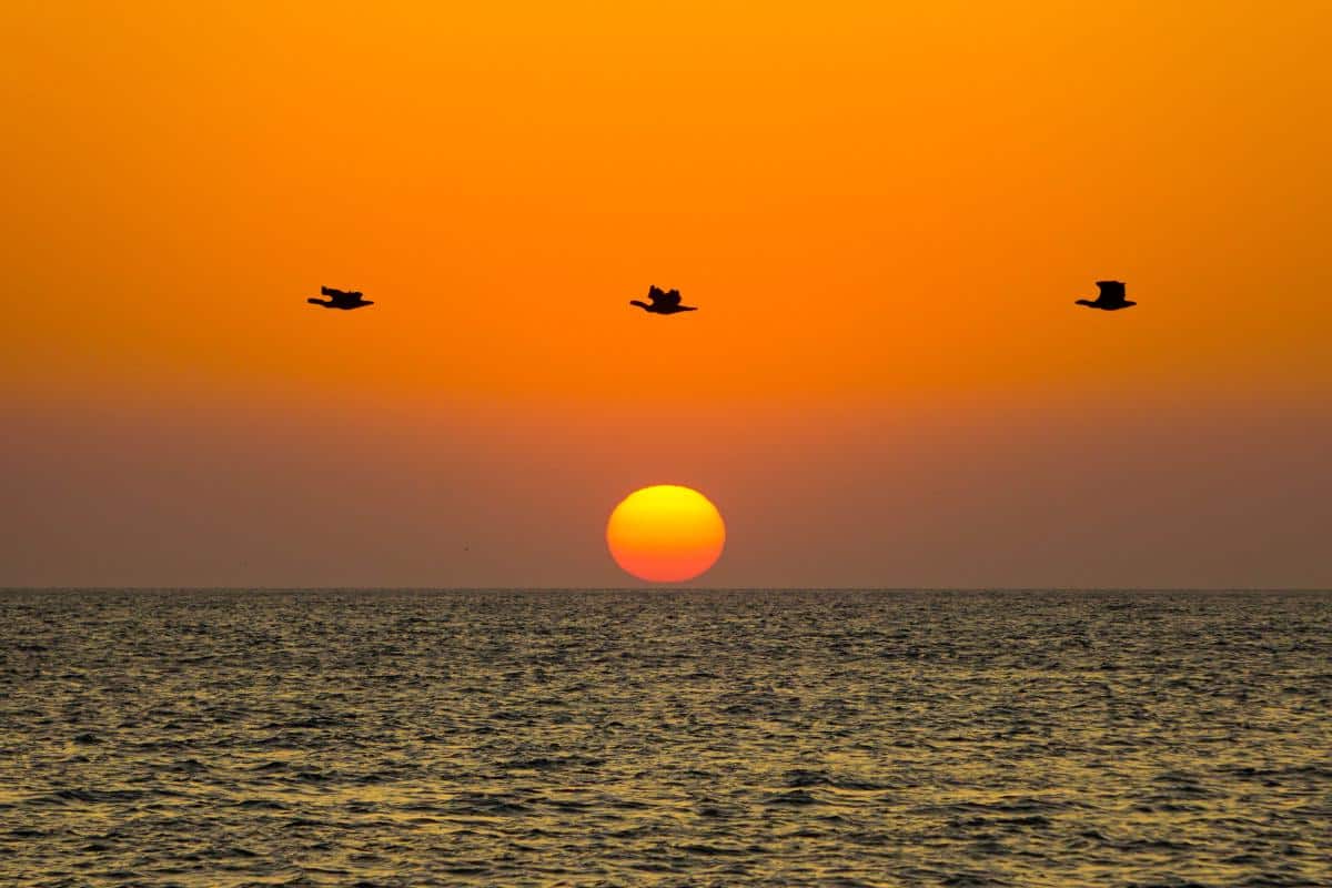 Three large bids flying above the rising sun