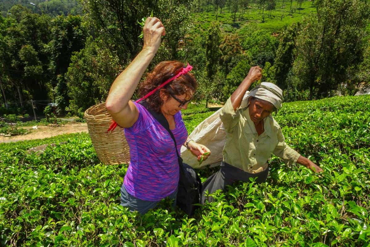Two ladies picking tea on a plantation