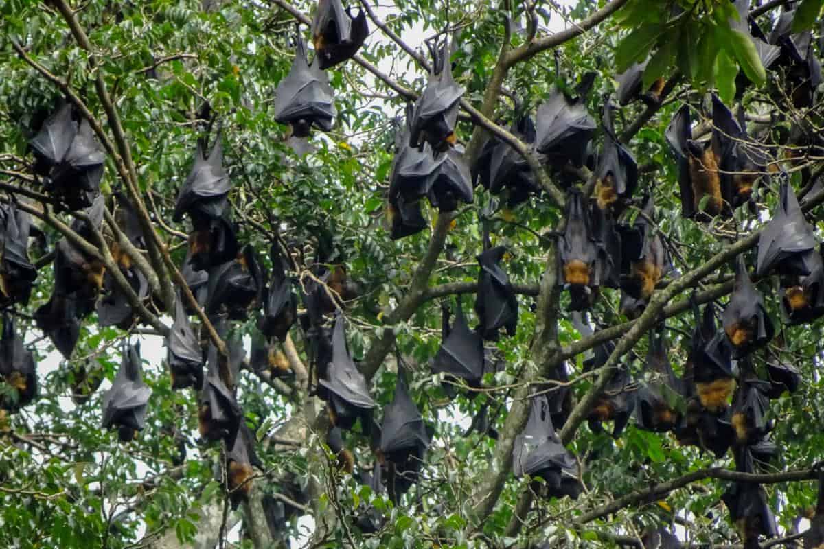 A large number of bats hanging upside down from branches in a big tree