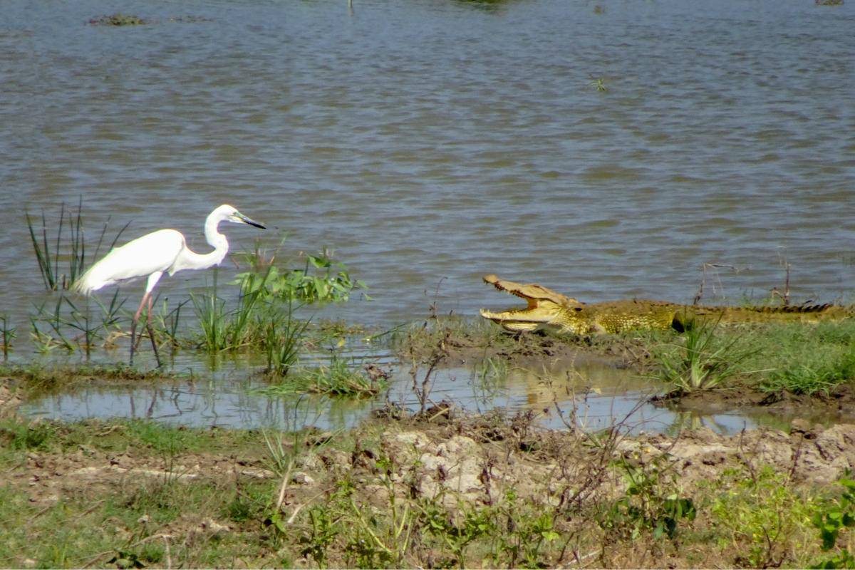 A white bird near a crocodile next to water