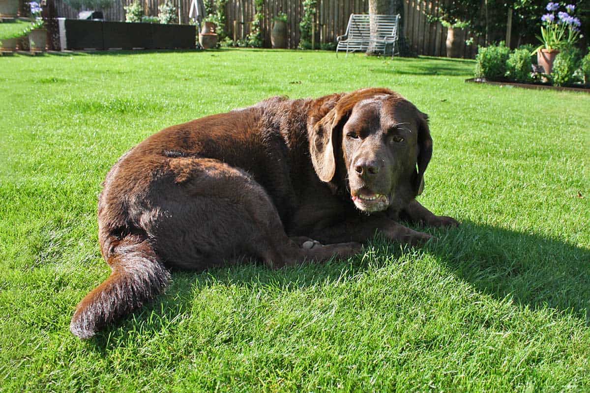A large dog lying on a green grass lawn