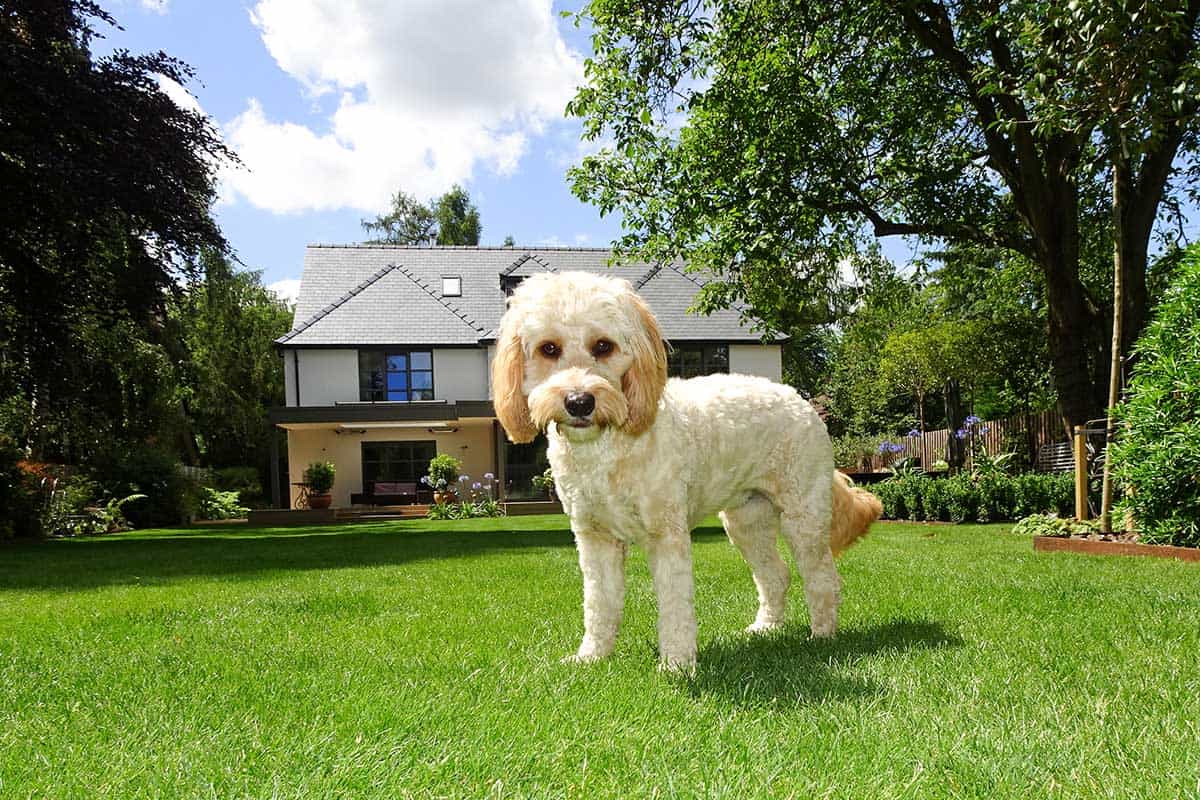 A small dog in close up with a large house in the background