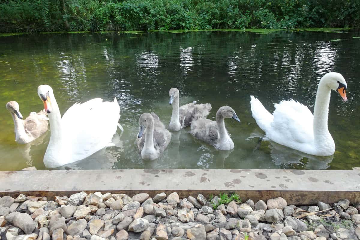 Two adult white swans and their cygnets